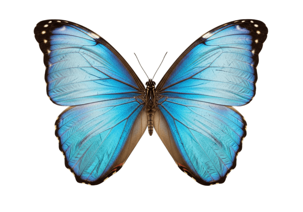 A blue butterfly on a transparent background
